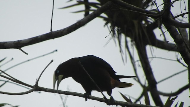 Chestnut-headed Oropendola - ML460883111