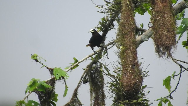 Cacique Cabecicastaño - ML460883181