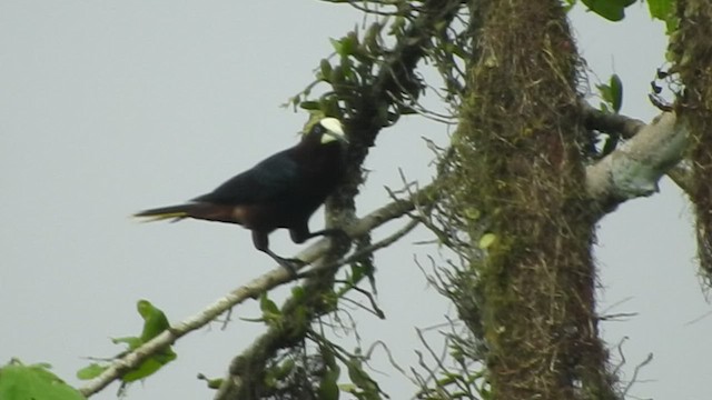 Chestnut-headed Oropendola - ML460883211