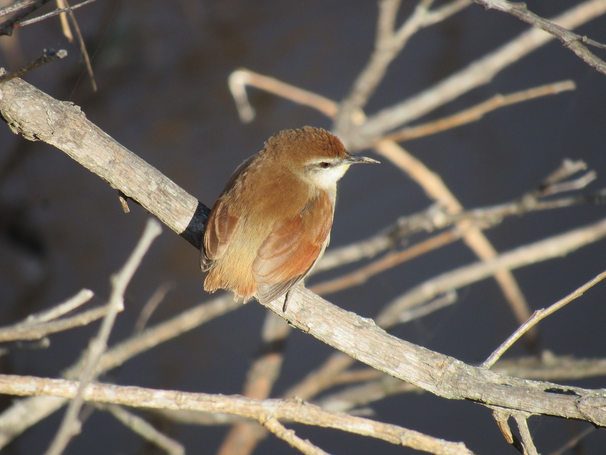 Yellow-chinned Spinetail - Matias Almeida