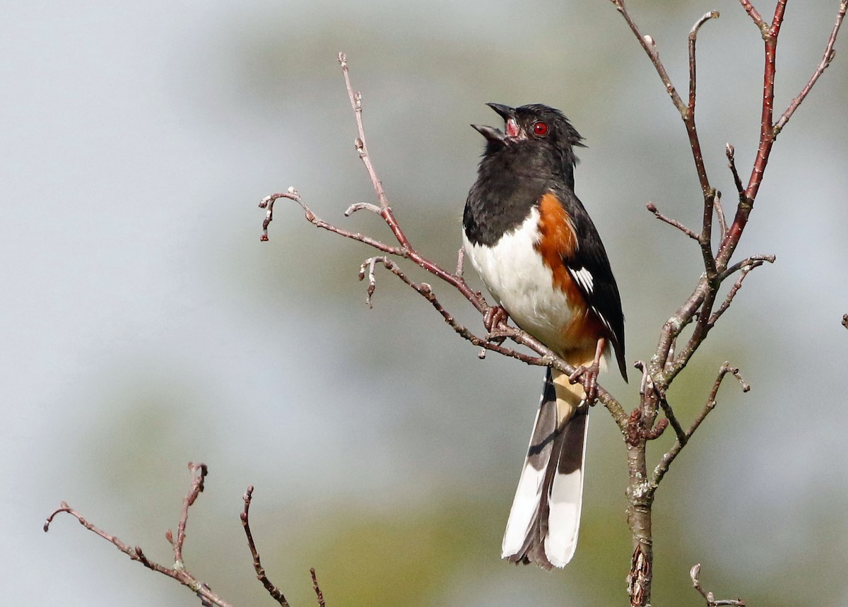 Eastern Towhee (Red-eyed) - Don Roberson
