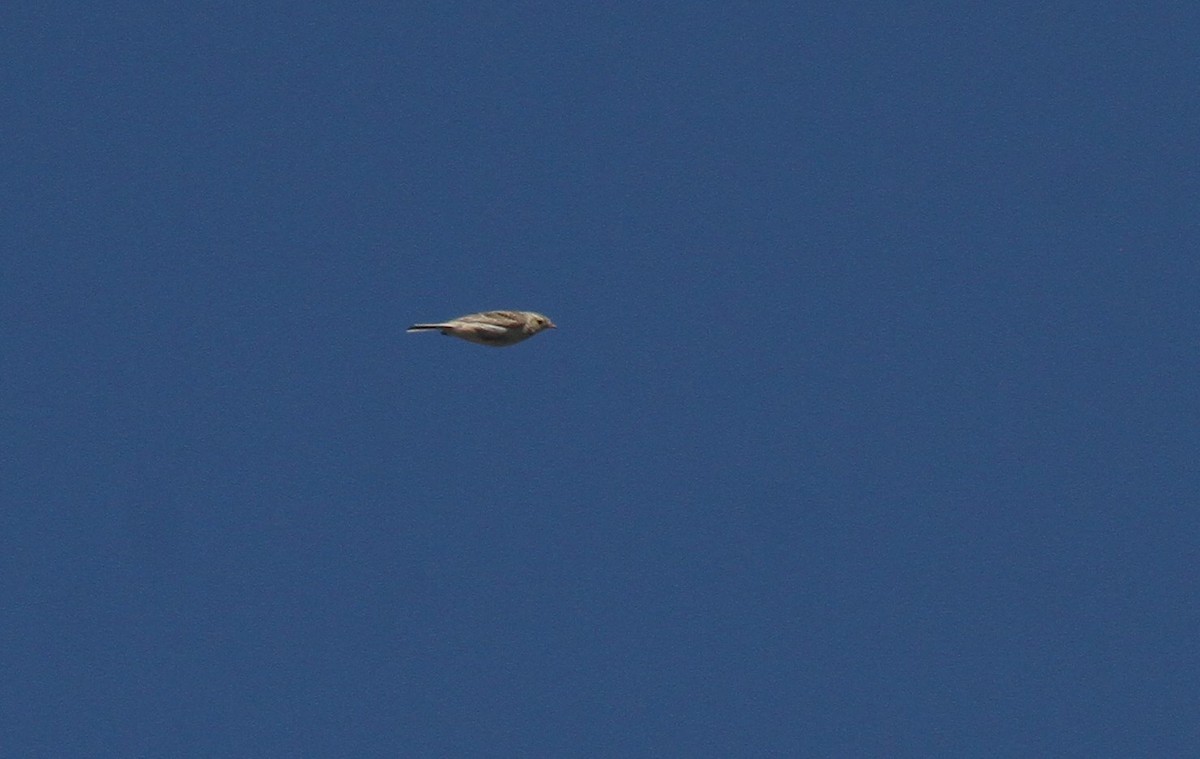 Preri İncirkuşu - ML460884601