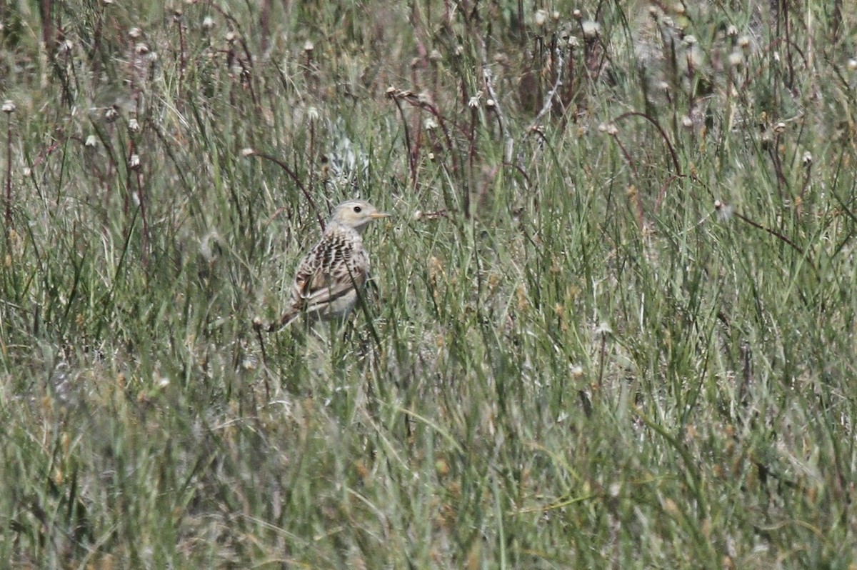 Sprague's Pipit - Kendall Watkins