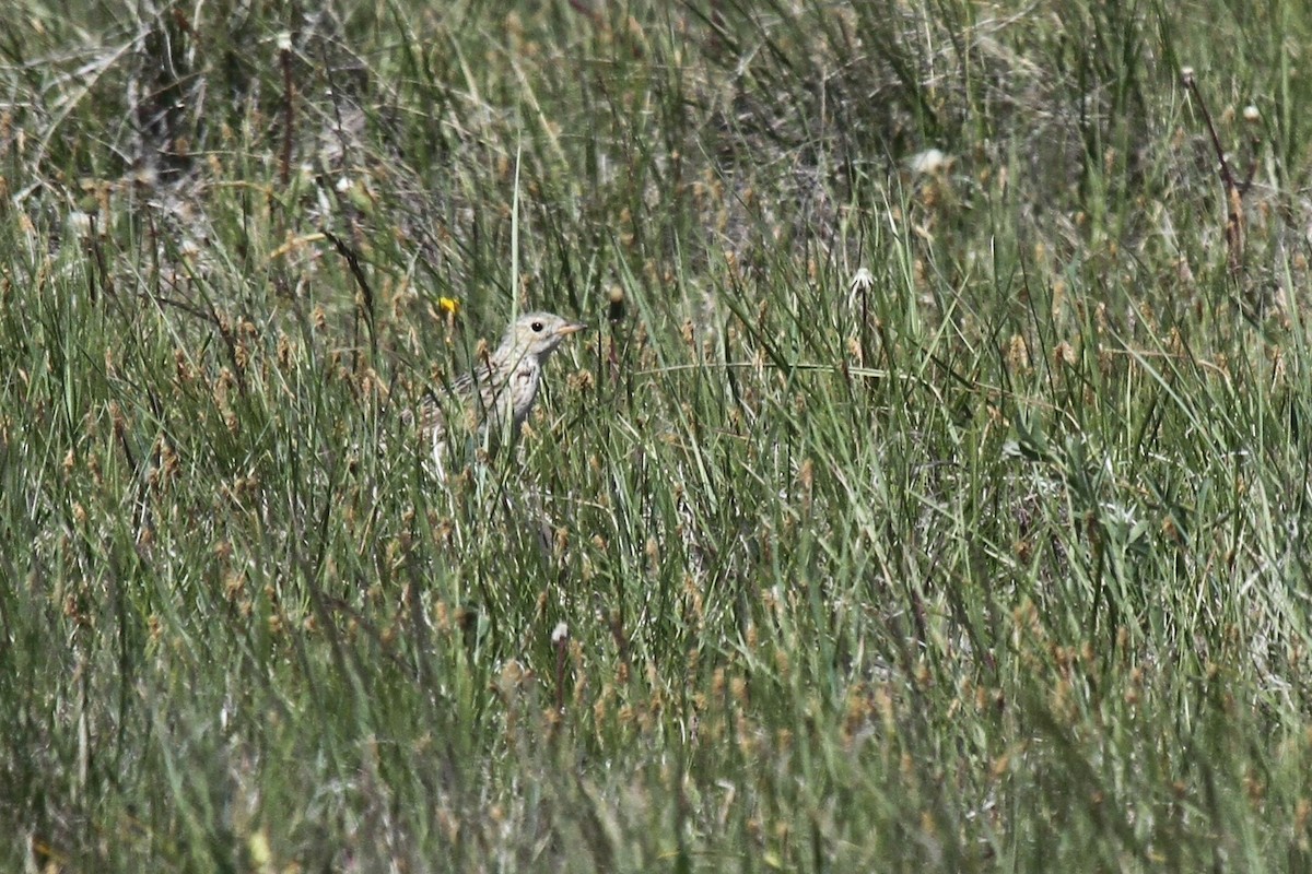 Pipit de Sprague - ML460884621