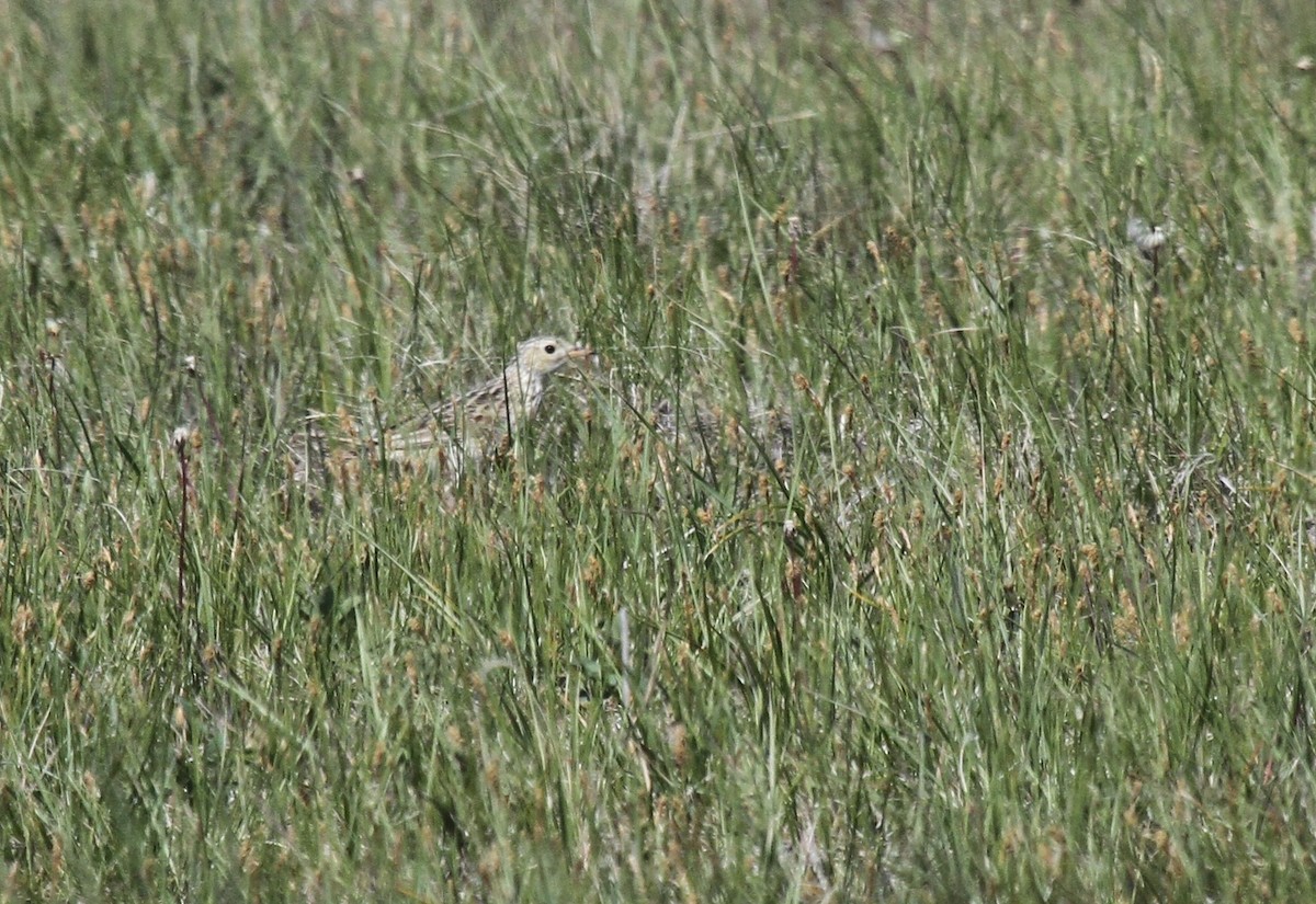 Sprague's Pipit - Kendall Watkins