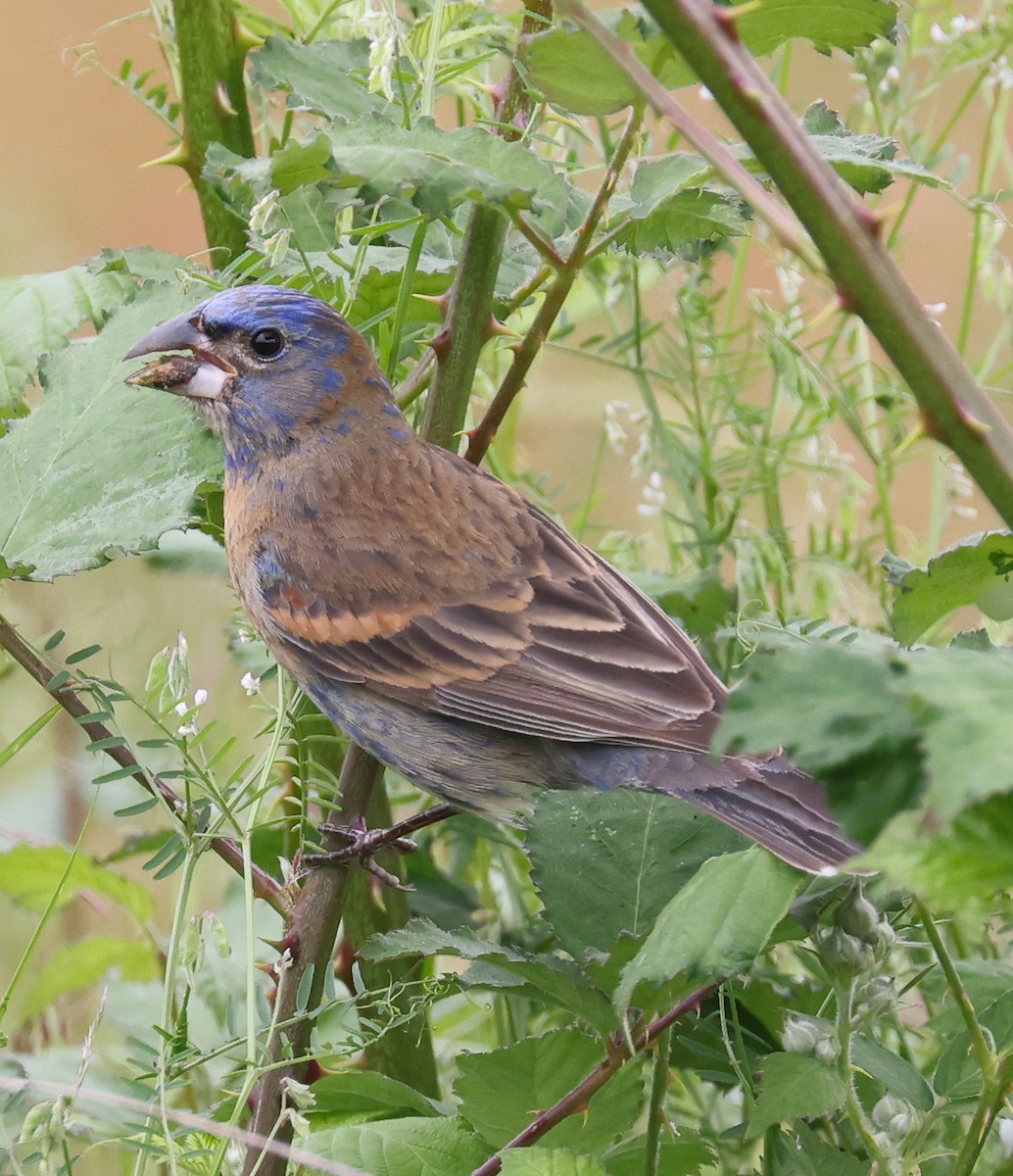 Blue Grosbeak - Jordan Roderick