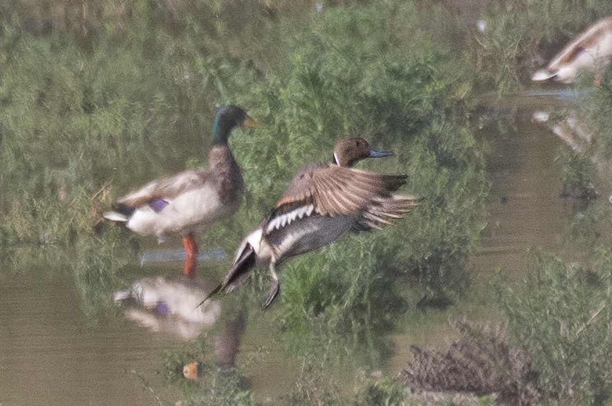 Northern Pintail - ML460887251