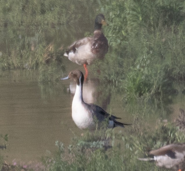 Northern Pintail - ML460887291