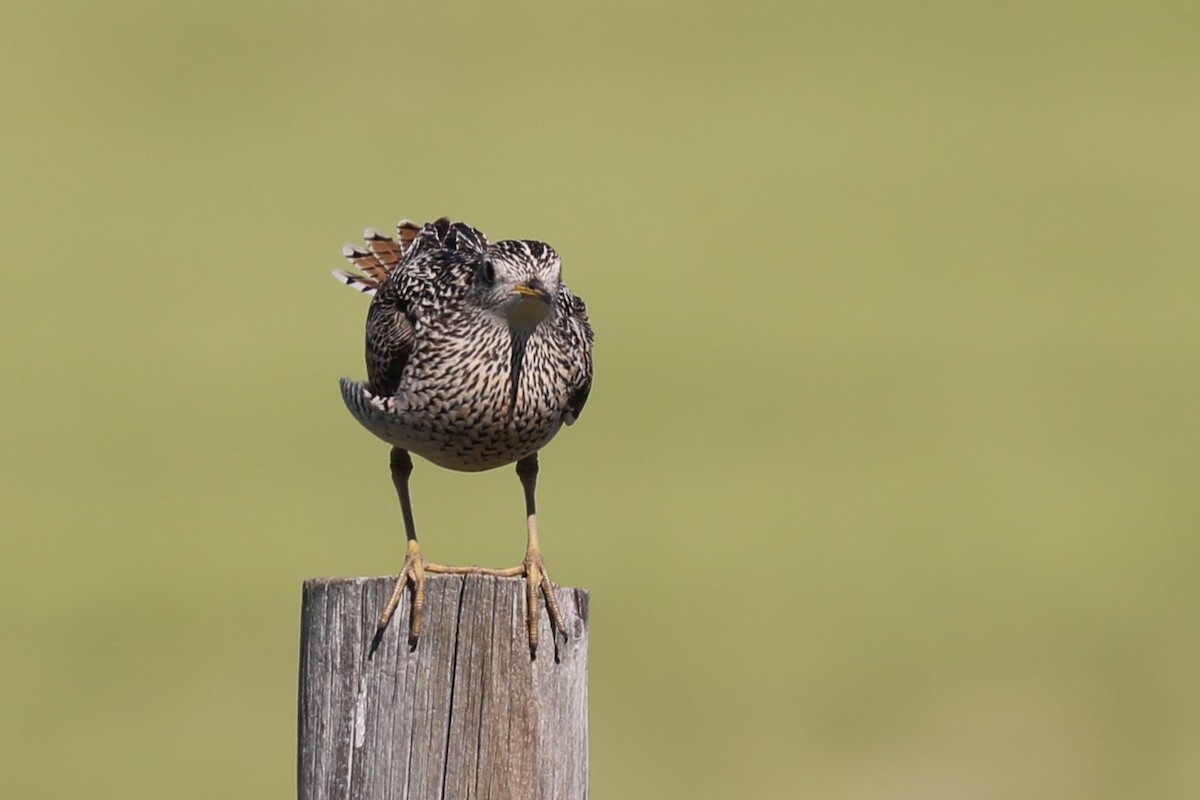 Upland Sandpiper - ML460888931