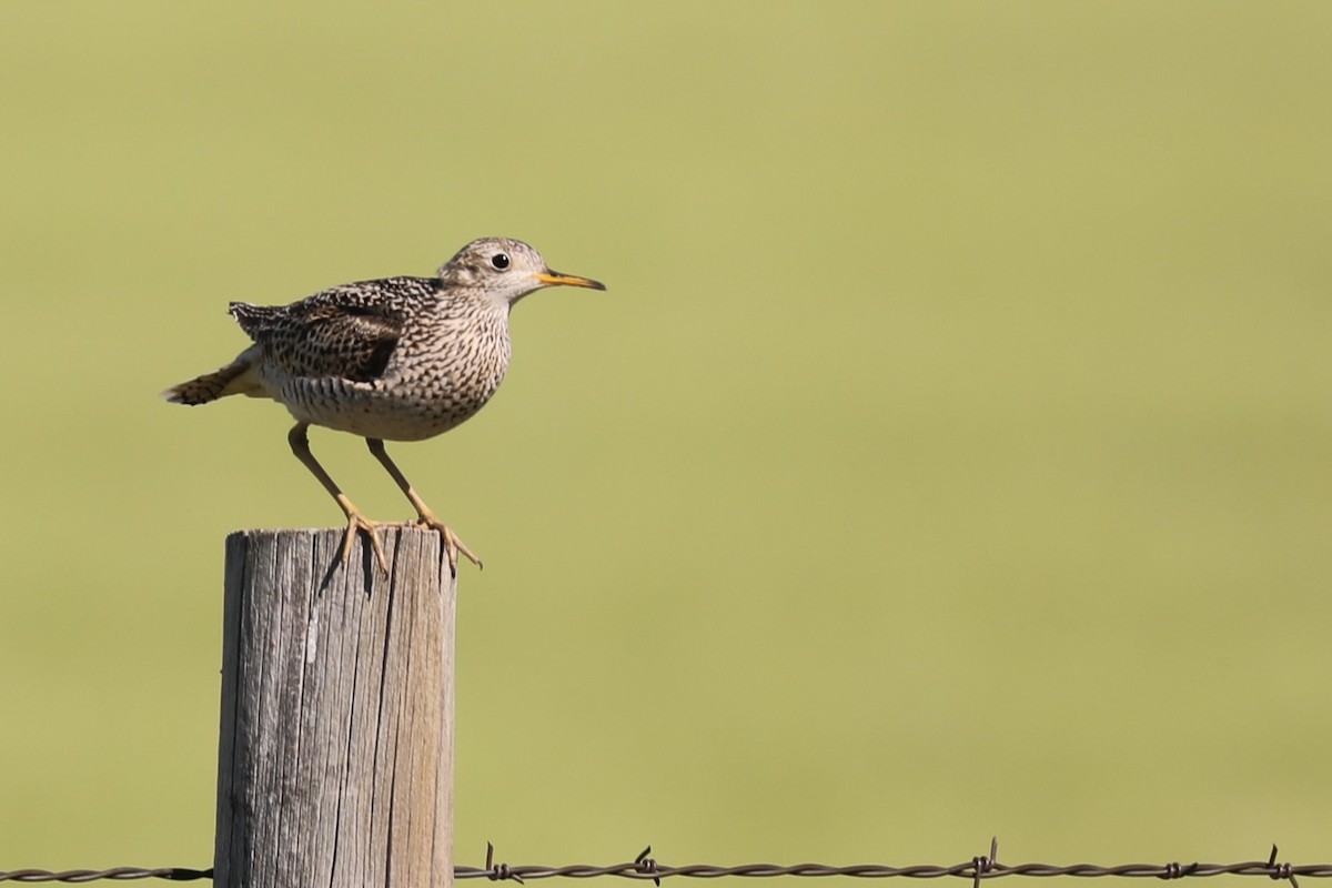 Upland Sandpiper - ML460888941