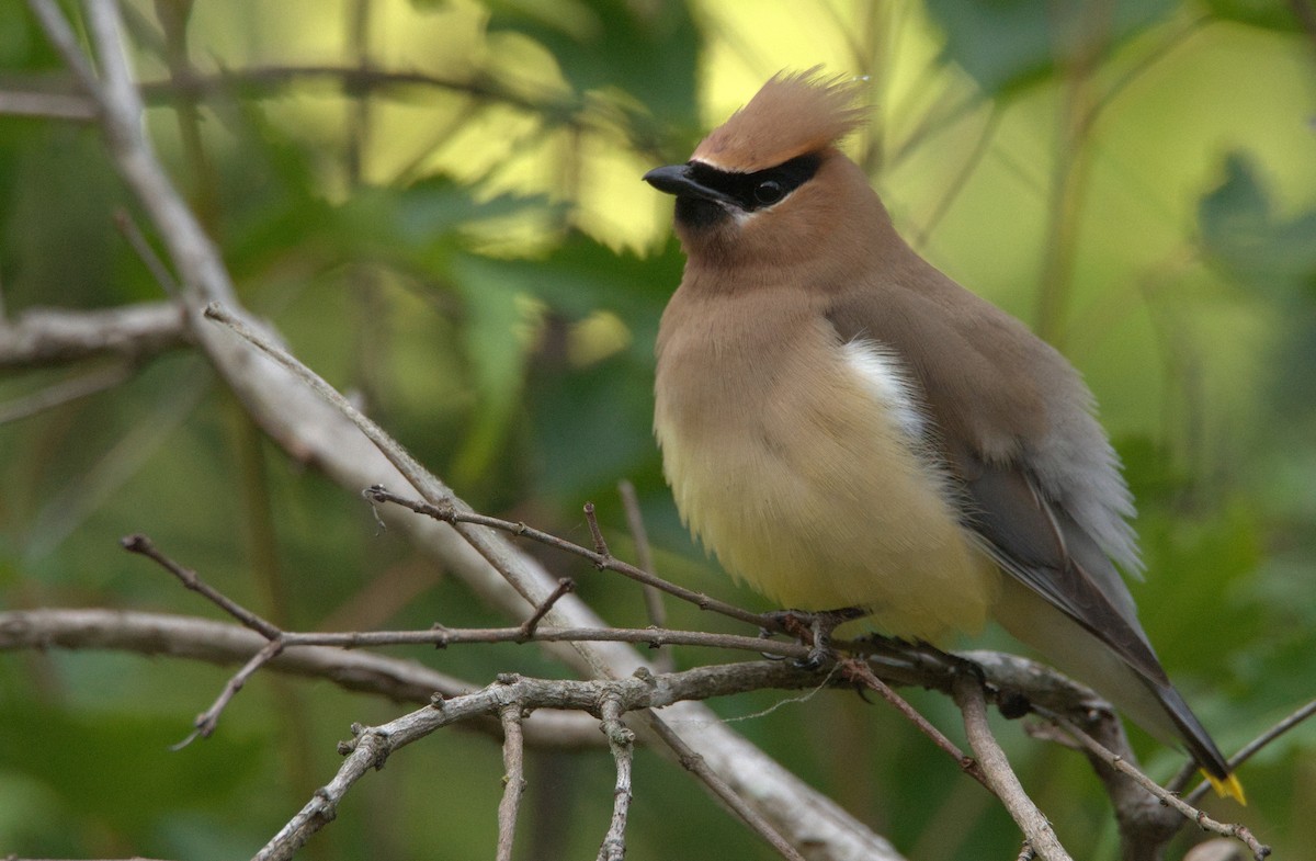 Cedar Waxwing - ML460890371
