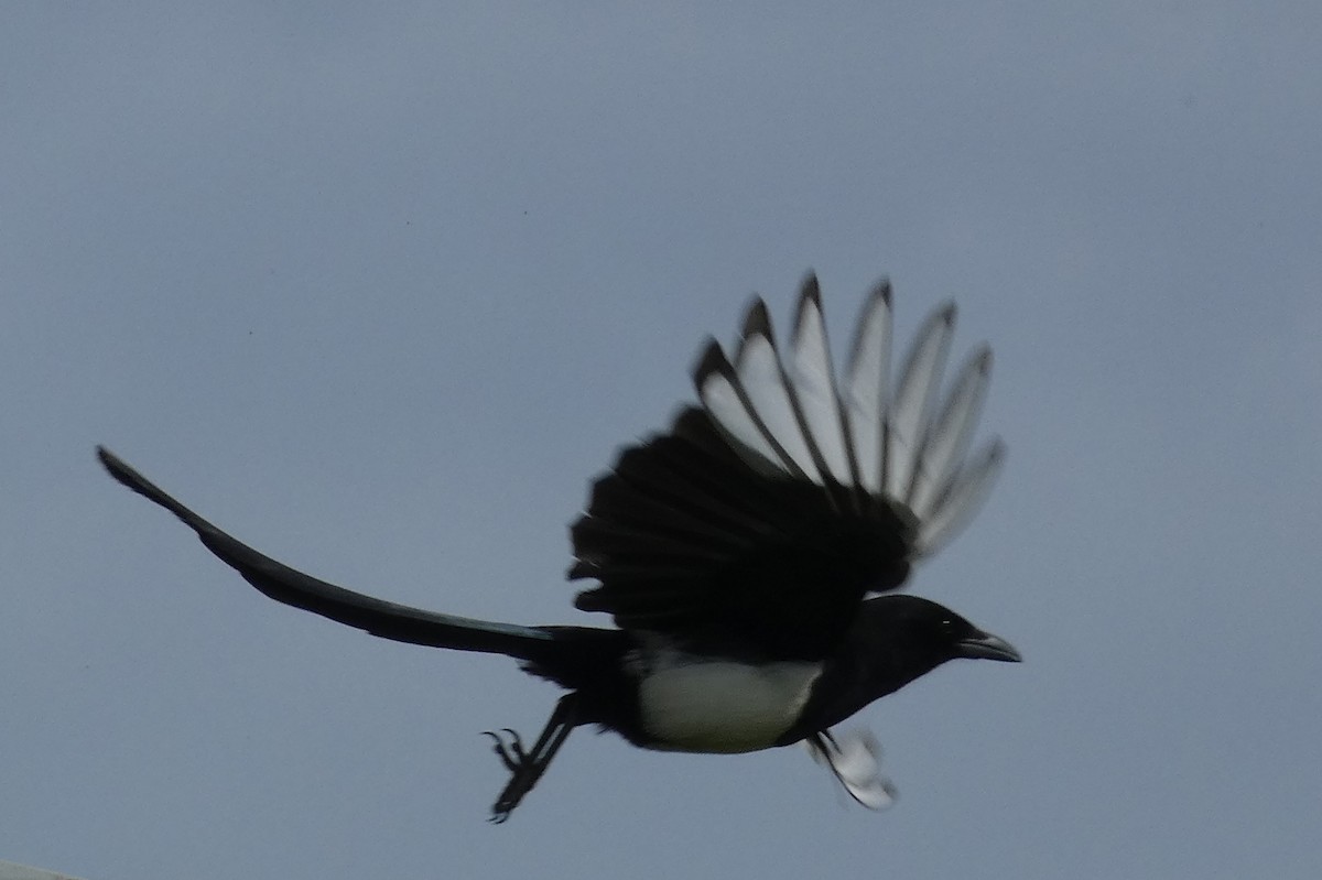 Black-billed Magpie - ML460891291