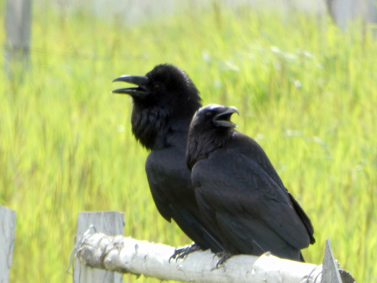 Common Raven - Tammy Thompson