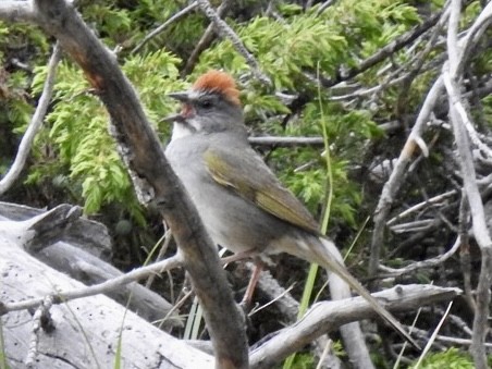 Green-tailed Towhee - ML460891951