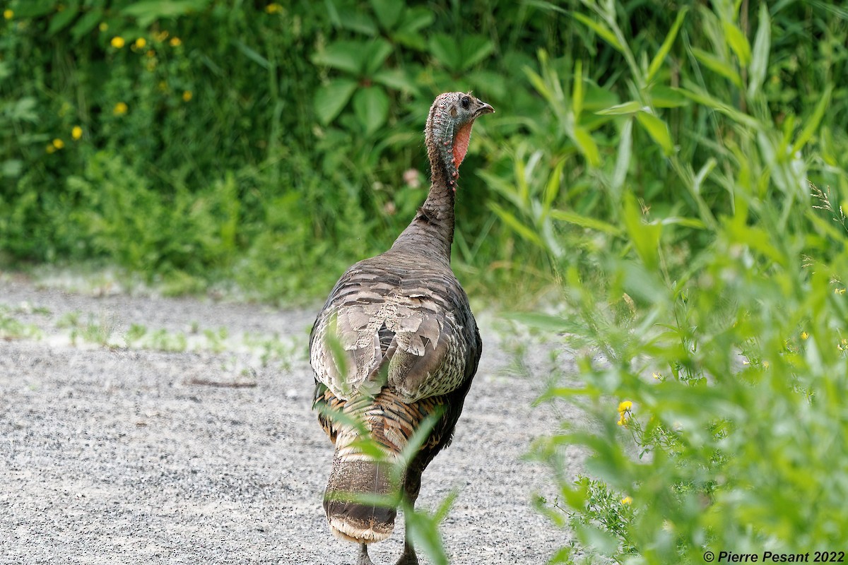 Wild Turkey - ML460892211