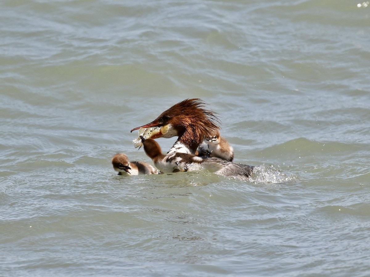 Common Merganser - Bill Massaro