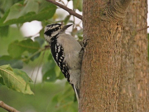 Hairy Woodpecker - ML46089621