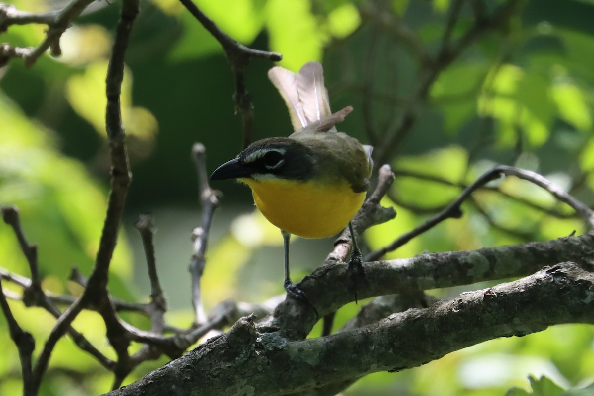 Yellow-breasted Chat - Cathy McNeil