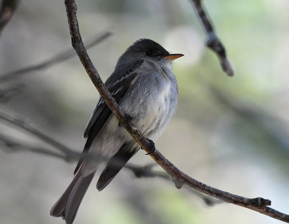 Eastern Wood-Pewee - ML460898571