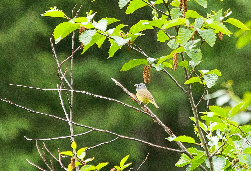 MacGillivray's Warbler - ML460899531