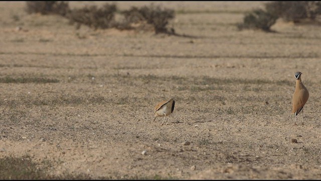 רץ מדבר - ML460899571