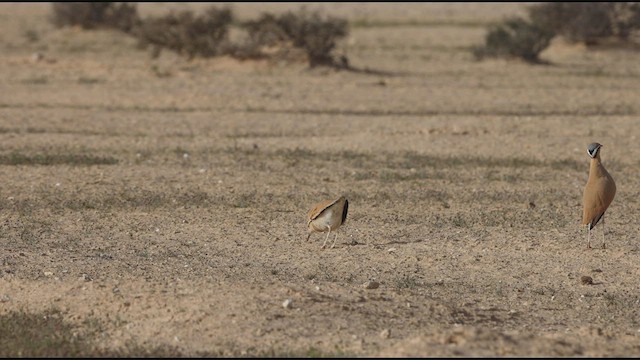 Cream-colored Courser - ML460899571