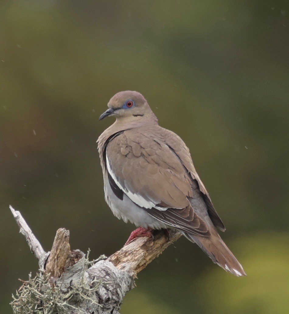 White-winged Dove - ML460899811