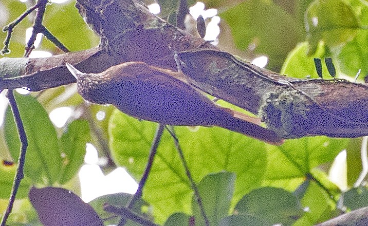 Strong-billed Woodcreeper - ML460899861