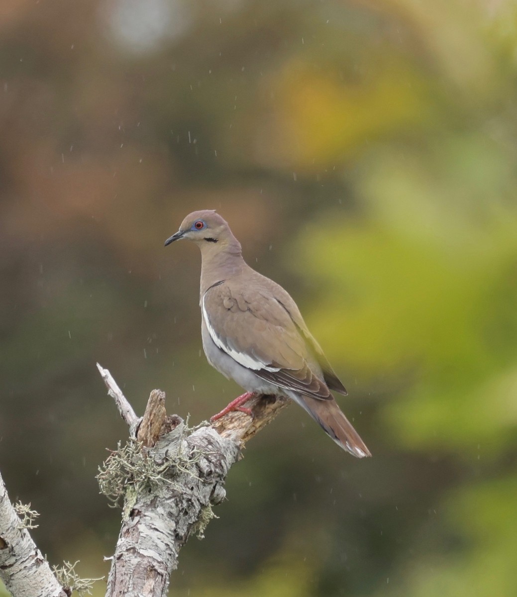 White-winged Dove - ML460900111