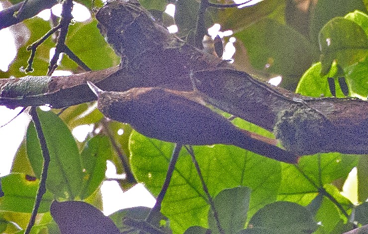 Strong-billed Woodcreeper - ML460900821