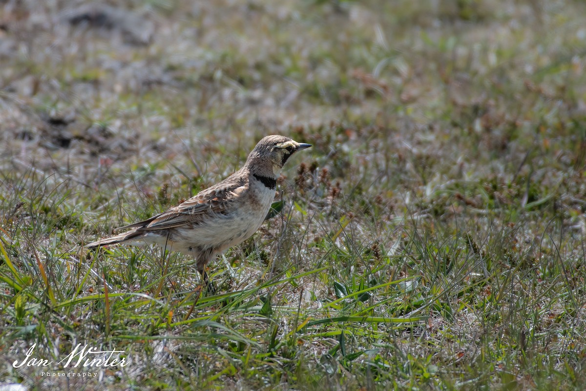 Horned Lark - Ian Winter