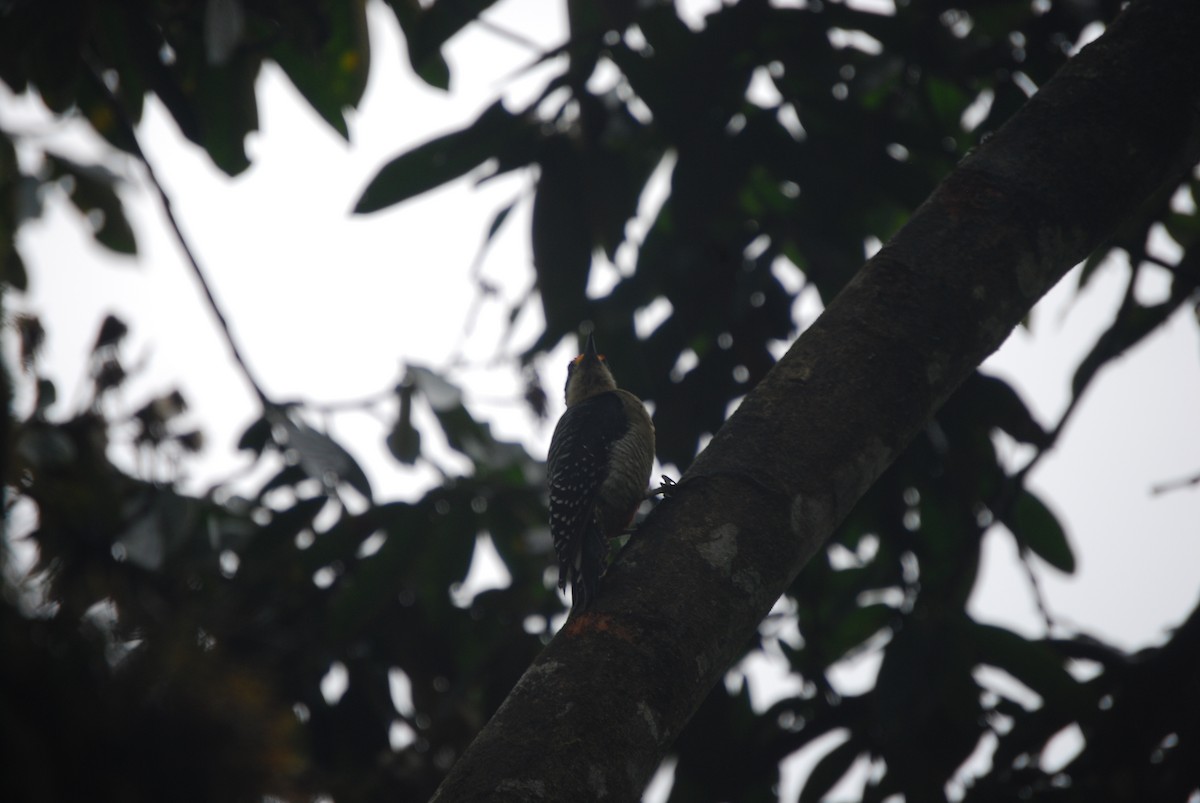 Black-cheeked Woodpecker - ML460902051