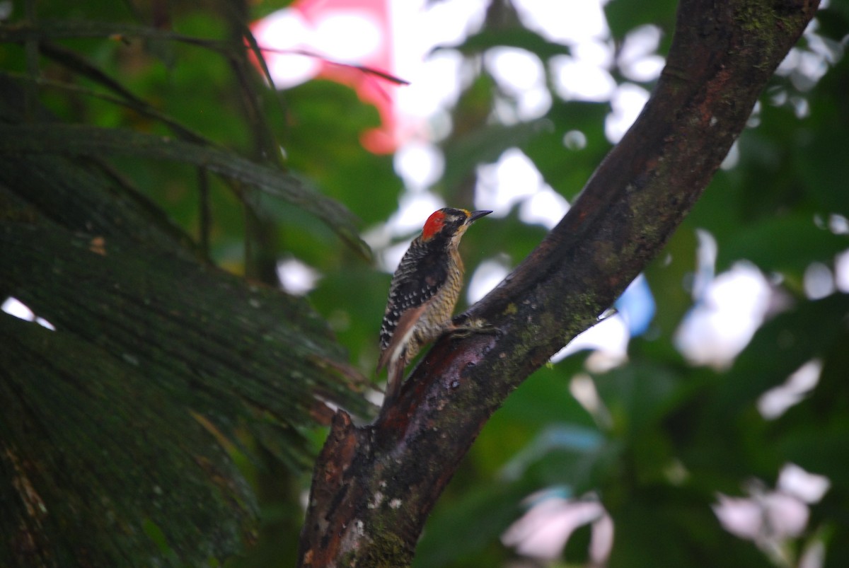 Black-cheeked Woodpecker - ML460902111