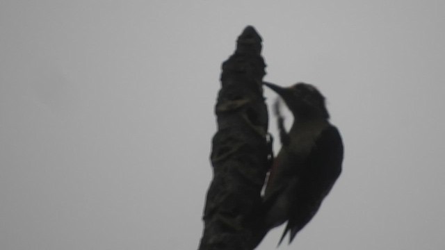 Black-cheeked Woodpecker - ML460902151