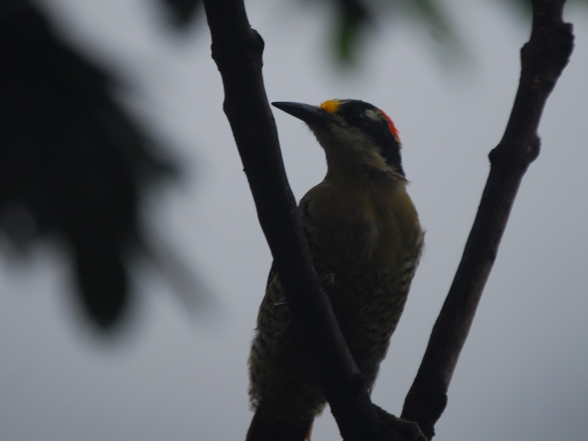 Black-cheeked Woodpecker - ML460902161