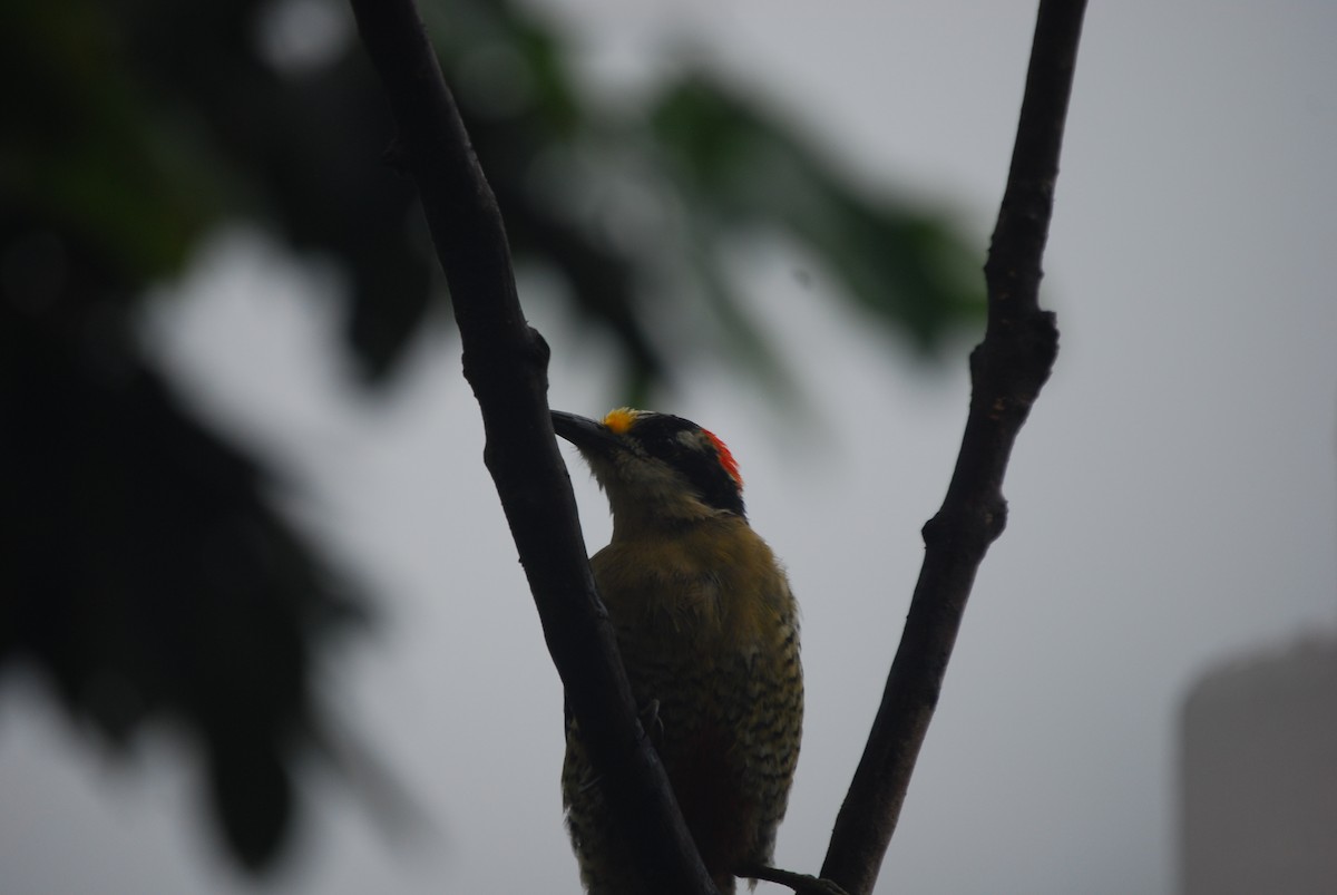 Black-cheeked Woodpecker - ML460902171