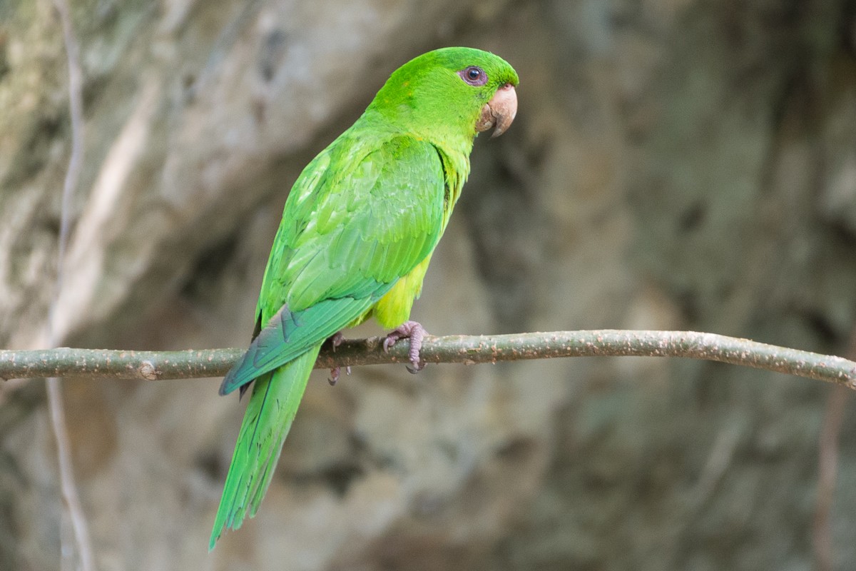 Meksika Yeşil Papağanı - ML460902531