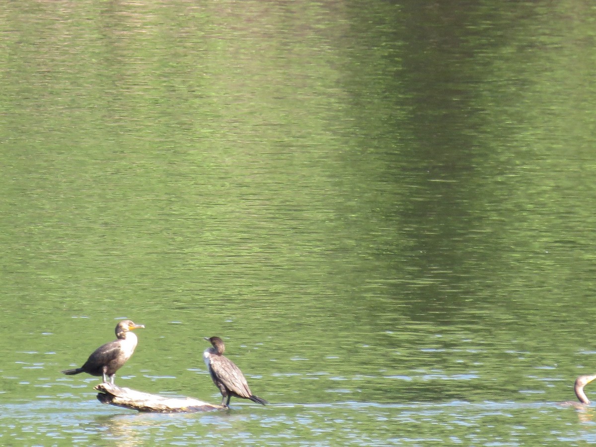 Double-crested Cormorant - ML460903101