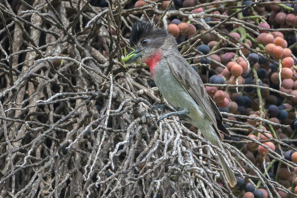 Rose-throated Becard - Juan Miguel Artigas Azas