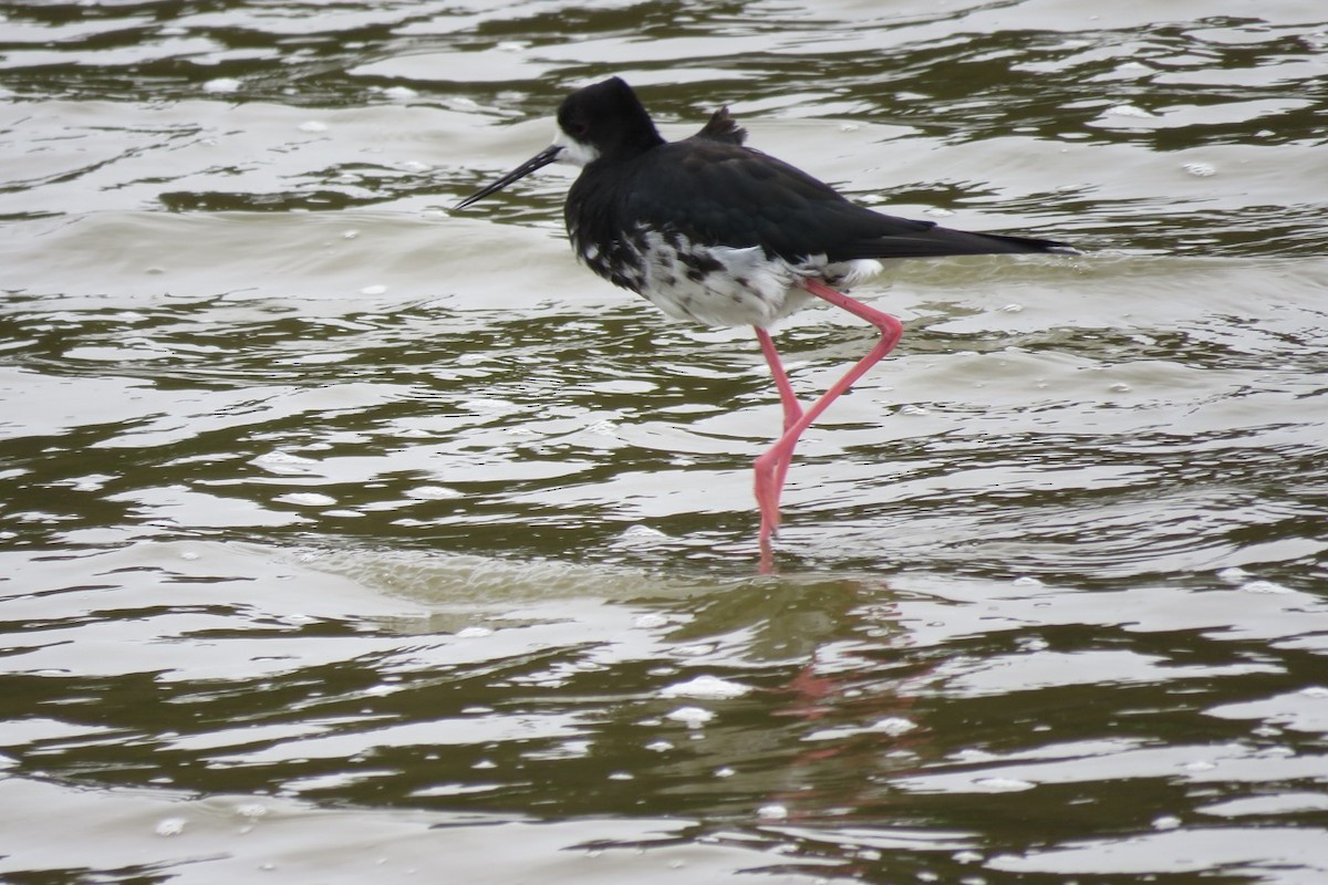 Pied x Black Stilt (hybrid) - ML46090371