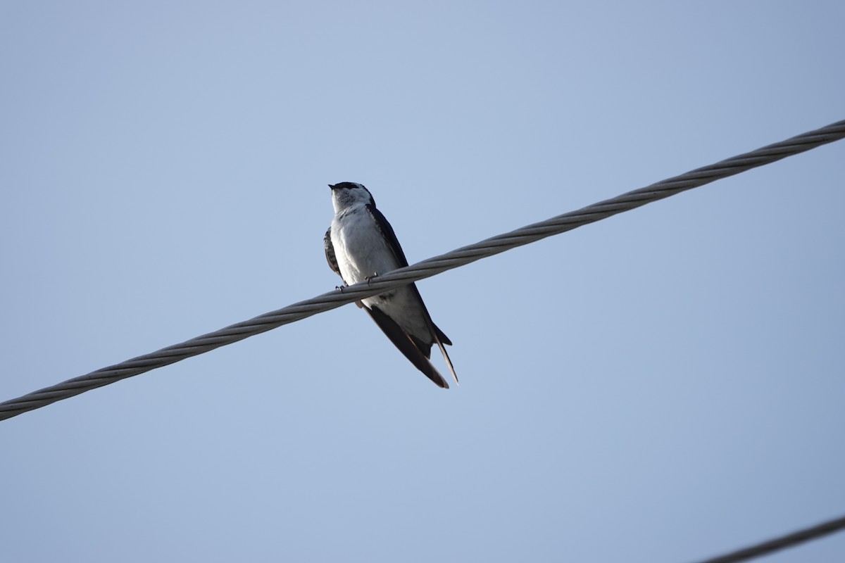 Violet-green Swallow - ML460903801