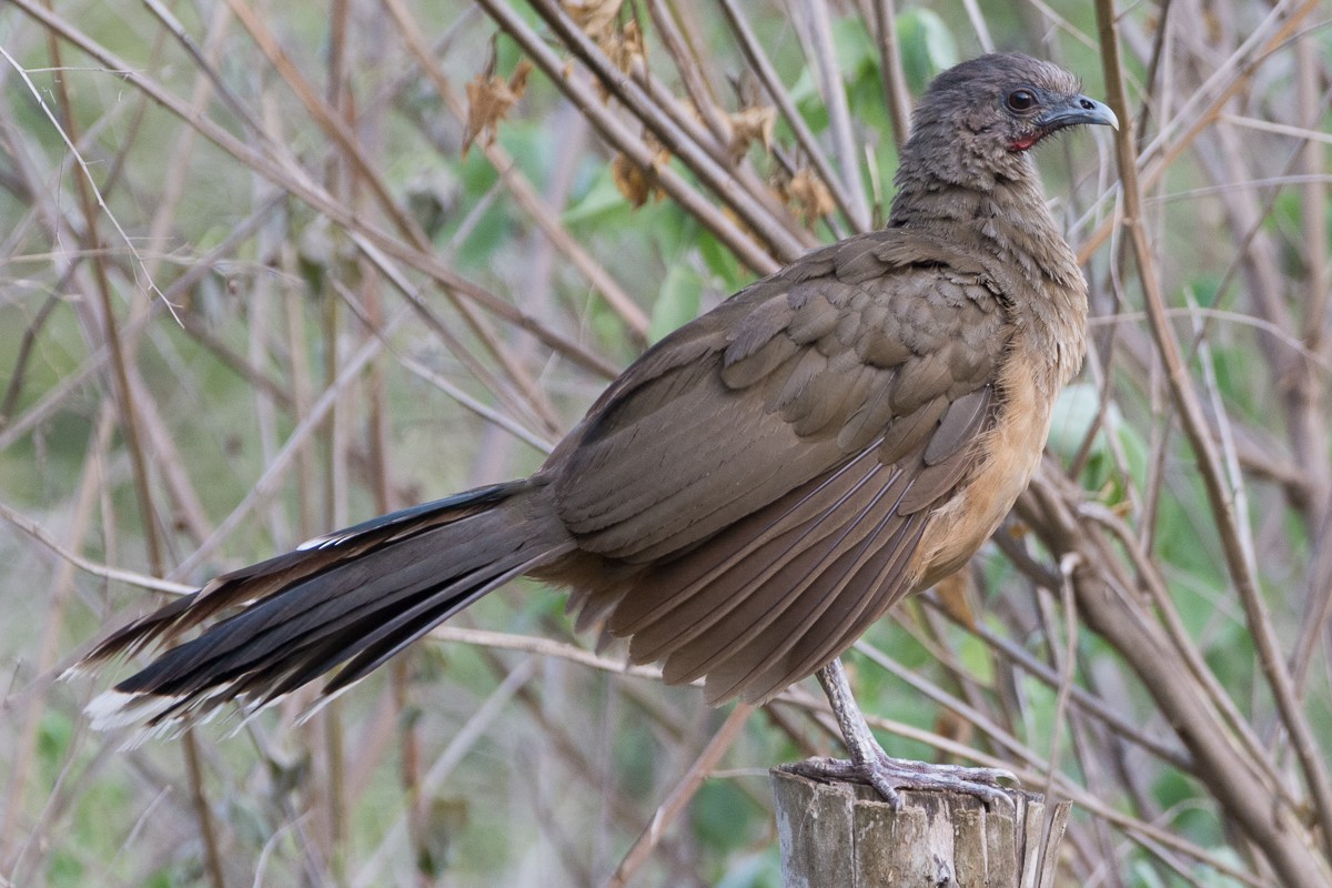 Plain Chachalaca - ML460903871