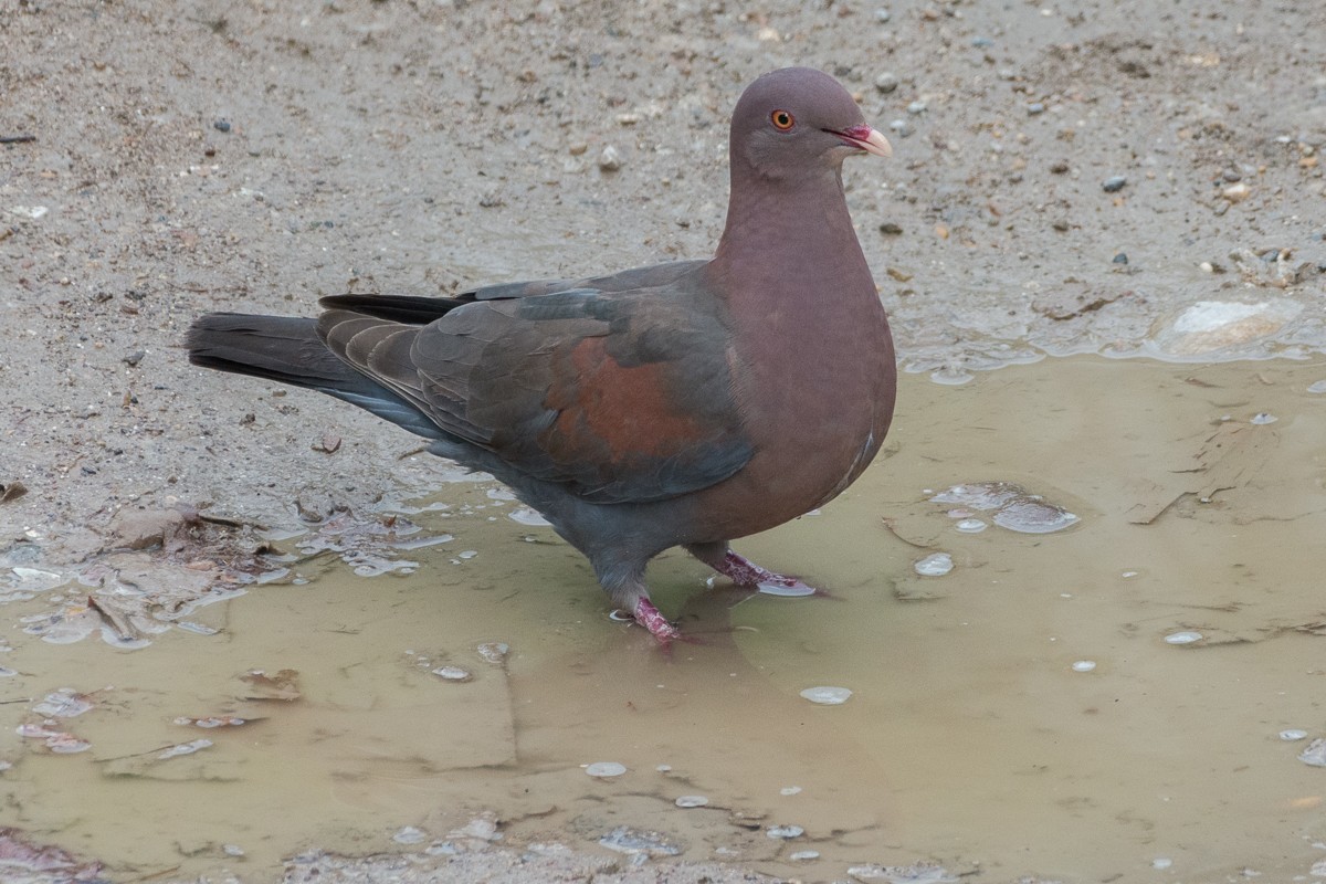 Pigeon à bec rouge - ML460904401