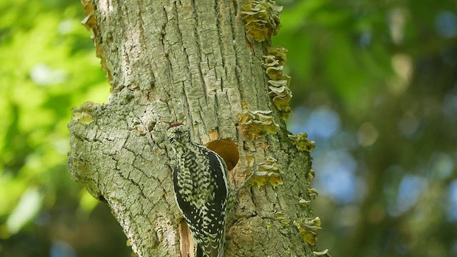 Yellow-bellied Sapsucker - ML460905231