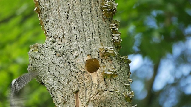 Yellow-bellied Sapsucker - ML460905381