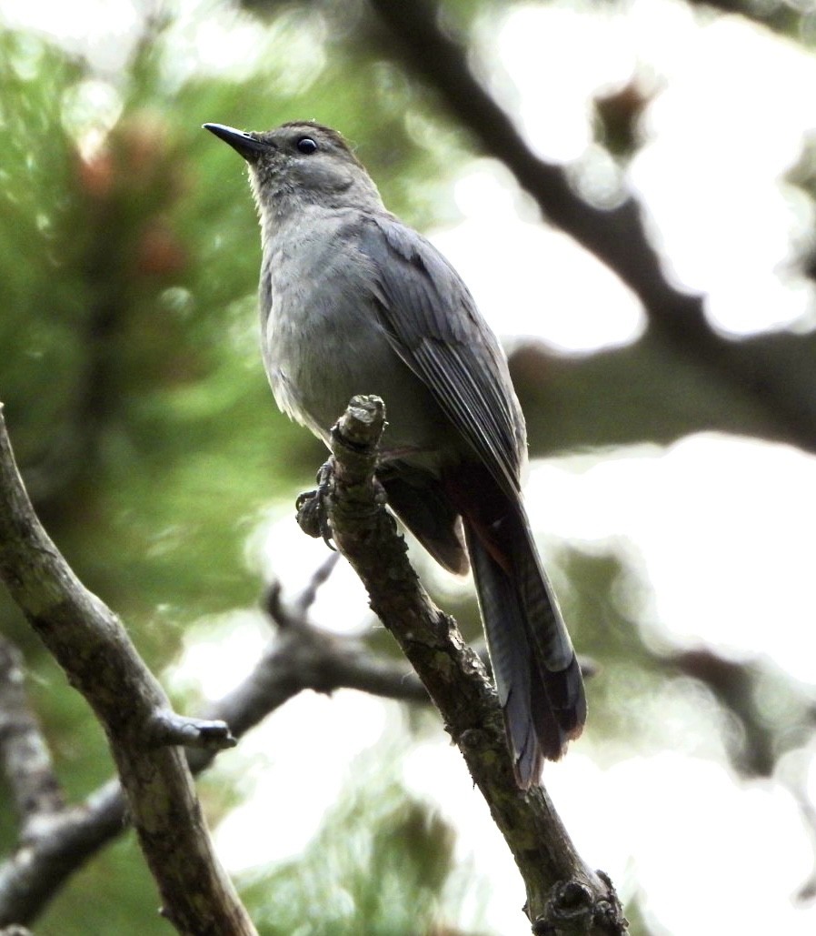 Gray Catbird - ML460905711