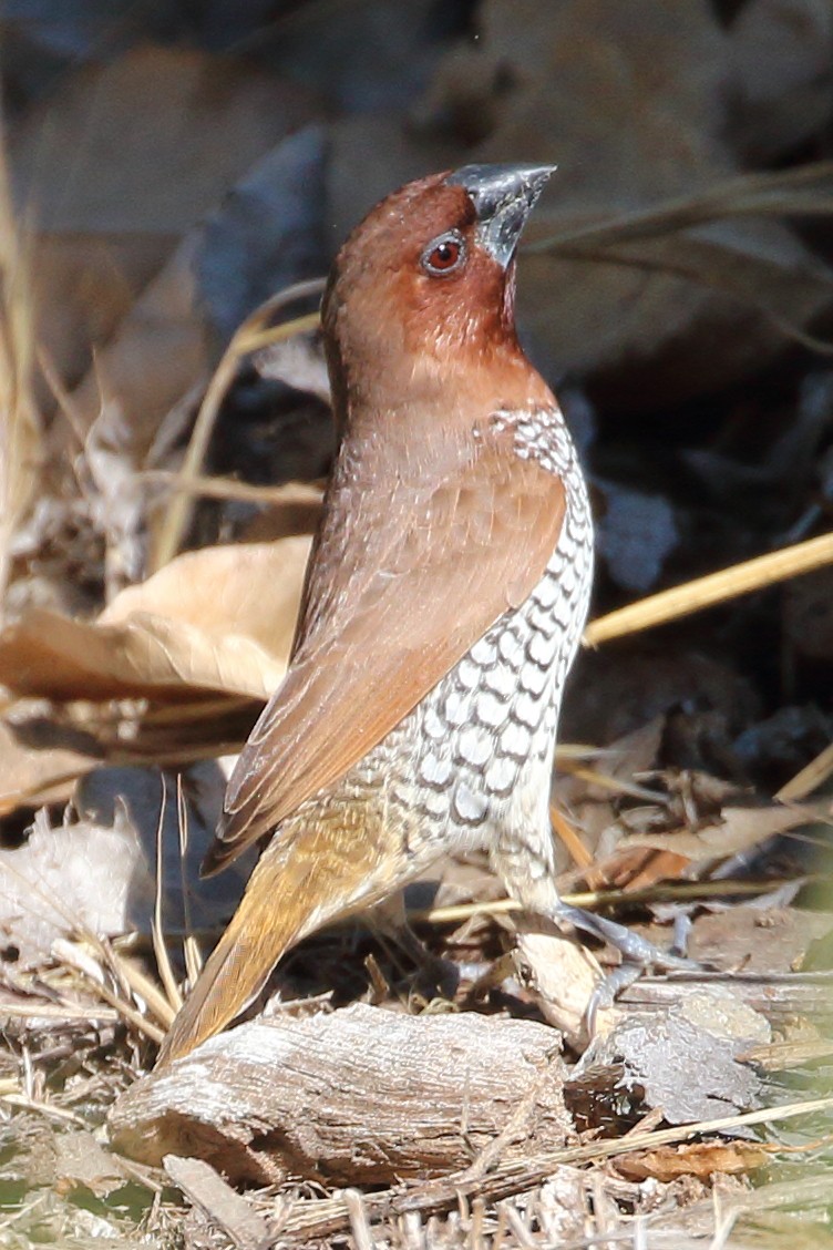 Scaly-breasted Munia - Jeffrey Fenwick