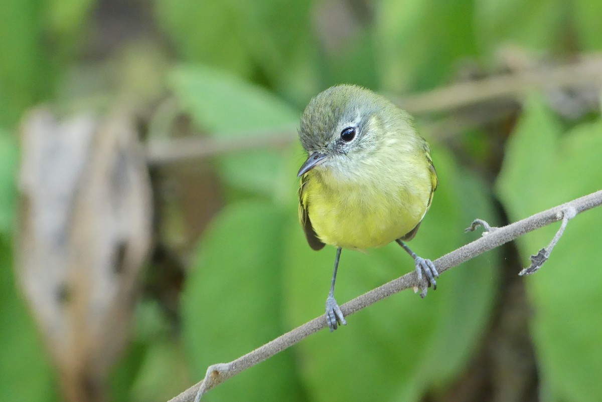 Mottle-cheeked Tyrannulet - ML460906321