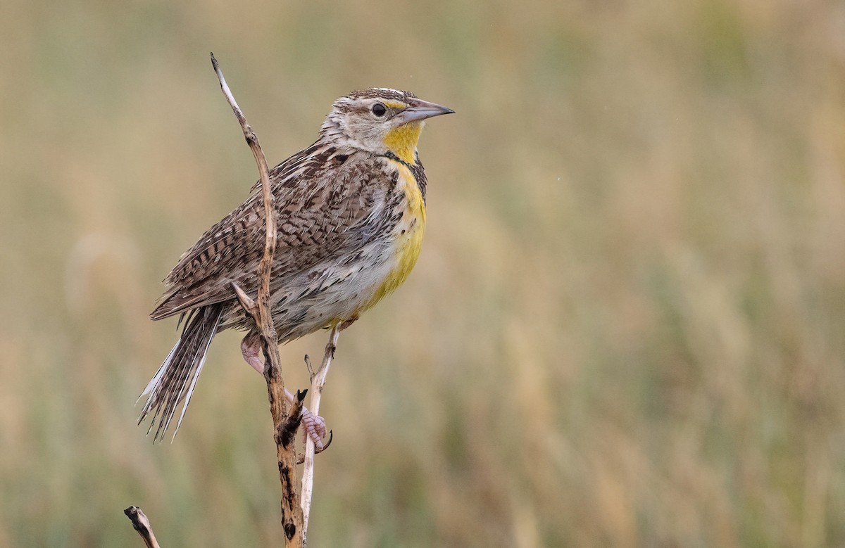 Western Meadowlark - George Armistead | Hillstar Nature