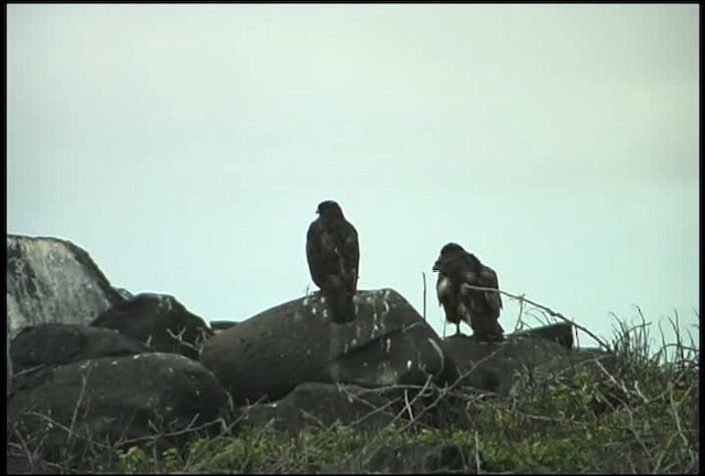 ガラパゴスノスリ - ML460907